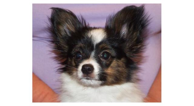 Щенки папийона (папильона) в питомнике Бон Плезир Щенки папийона (папильона) в питомнике Бон Плезир