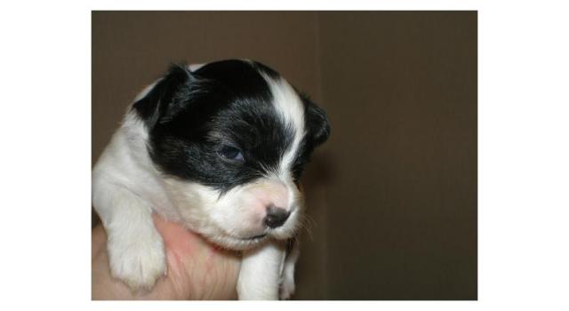 Щенки папийона (папильона) в питомнике Бон Плезир Щенки папийона (папильона) в питомнике Бон Плезир