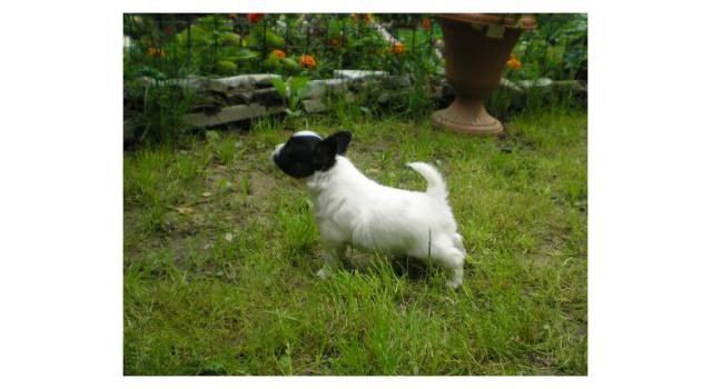 Щенки папийона (папильона) в питомнике Бон Плезир Щенки папийона (папильона) в питомнике Бон Плезир