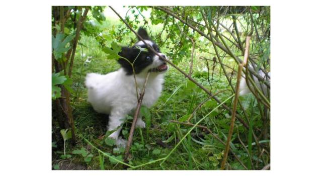 Щенки папийона (папильона) в питомнике Бон Плезир Щенки папийона (папильона) в питомнике Бон Плезир