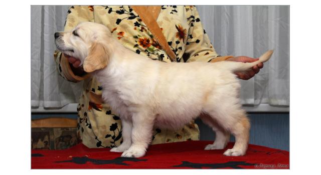 Щенки папийона (папильона) в питомнике Бон Плезир Щенки папийона (папильона) в питомнике Бон Плезир