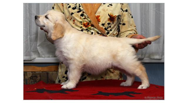 Щенки папийона (папильона) в питомнике Бон Плезир Щенки папийона (папильона) в питомнике Бон Плезир