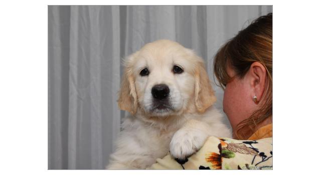 Щенки папийона (папильона) в питомнике Бон Плезир Щенки папийона (папильона) в питомнике Бон Плезир