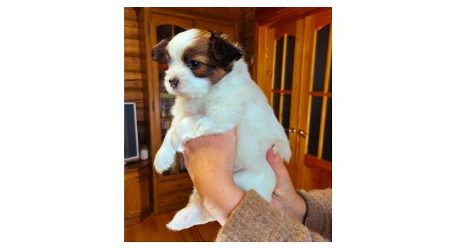 Щенки папийона (папильона) в питомнике Бон Плезир Щенки папийона (папильона) в питомнике Бон Плезир