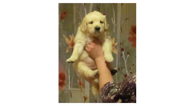 Щенки папийона (папильона) в питомнике Бон Плезир Щенки папийона (папильона) в питомнике Бон Плезир