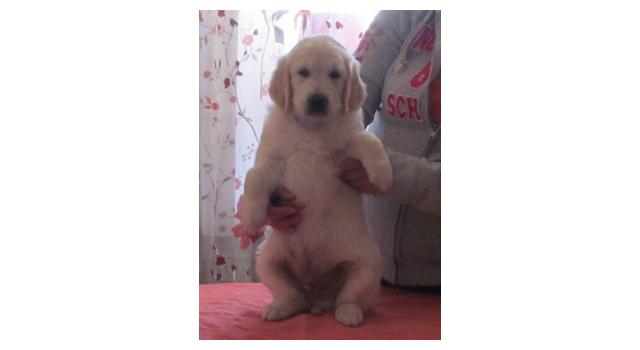 Щенки папийона (папильона) в питомнике Бон Плезир Щенки папийона (папильона) в питомнике Бон Плезир