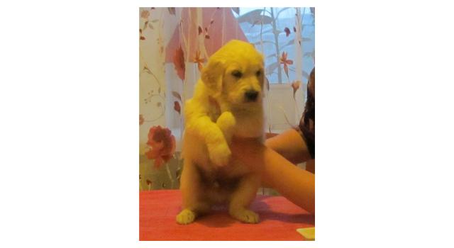 Щенки папийона (папильона) в питомнике Бон Плезир Щенки папийона (папильона) в питомнике Бон Плезир