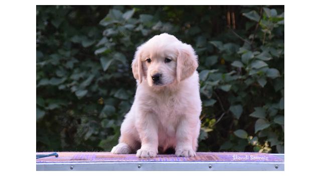 Щенки папийона (папильона) в питомнике Бон Плезир Щенки папийона (папильона) в питомнике Бон Плезир