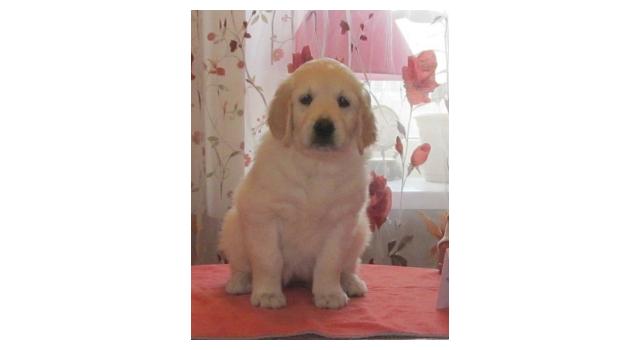 Щенки папийона (папильона) в питомнике Бон Плезир Щенки папийона (папильона) в питомнике Бон Плезир