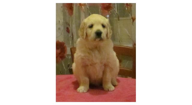 Щенки папийона (папильона) в питомнике Бон Плезир Щенки папийона (папильона) в питомнике Бон Плезир