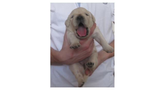 Щенки папийона (папильона) в питомнике Бон Плезир Щенки папийона (папильона) в питомнике Бон Плезир