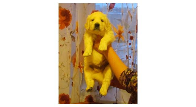 Щенки папийона (папильона) в питомнике Бон Плезир Щенки папийона (папильона) в питомнике Бон Плезир