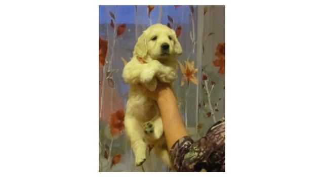 Щенки папийона (папильона) в питомнике Бон Плезир Щенки папийона (папильона) в питомнике Бон Плезир