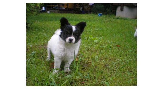 Щенки папийона (папильона) в питомнике Бон Плезир Щенки папийона (папильона) в питомнике Бон Плезир