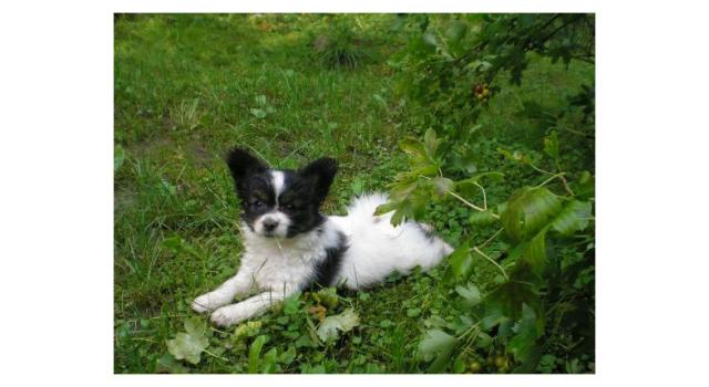 Щенки папийона (папильона) в питомнике Бон Плезир Щенки папийона (папильона) в питомнике Бон Плезир