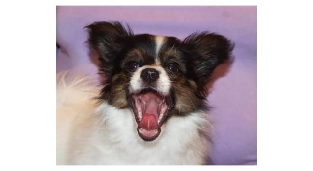 Щенки папийона (папильона) в питомнике Бон Плезир Щенки папийона (папильона) в питомнике Бон Плезир