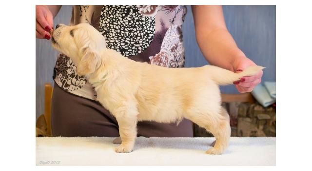 Щенки папийона (папильона) в питомнике Бон Плезир Щенки папийона (папильона) в питомнике Бон Плезир