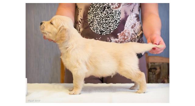 Щенки папийона (папильона) в питомнике Бон Плезир Щенки папийона (папильона) в питомнике Бон Плезир