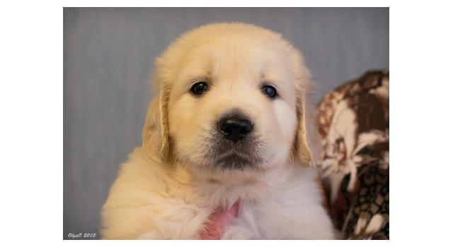 Щенки папийона (папильона) в питомнике Бон Плезир Щенки папийона (папильона) в питомнике Бон Плезир