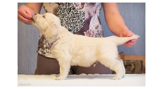 Щенки папийона (папильона) в питомнике Бон Плезир Щенки папийона (папильона) в питомнике Бон Плезир