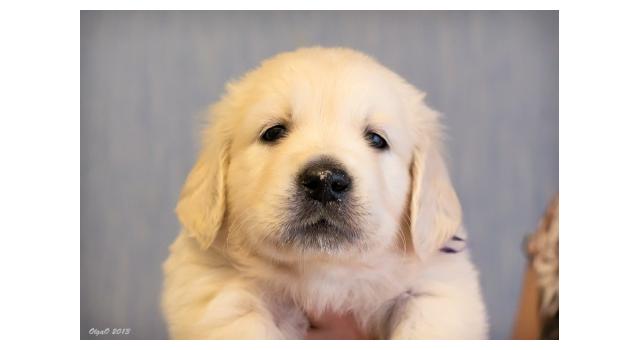 Щенки папийона (папильона) в питомнике Бон Плезир Щенки папийона (папильона) в питомнике Бон Плезир