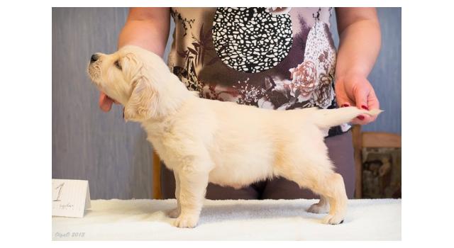 Щенки папийона (папильона) в питомнике Бон Плезир Щенки папийона (папильона) в питомнике Бон Плезир