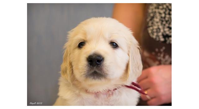 Щенки папийона (папильона) в питомнике Бон Плезир Щенки папийона (папильона) в питомнике Бон Плезир