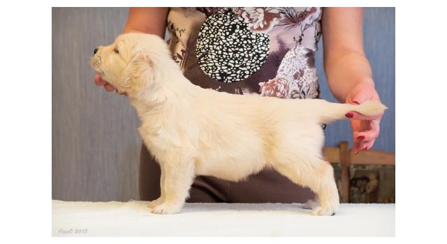 Щенки папийона (папильона) в питомнике Бон Плезир Щенки папийона (папильона) в питомнике Бон Плезир