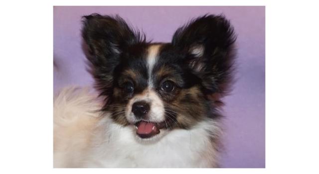 Щенки папийона (папильона) в питомнике Бон Плезир Щенки папийона (папильона) в питомнике Бон Плезир