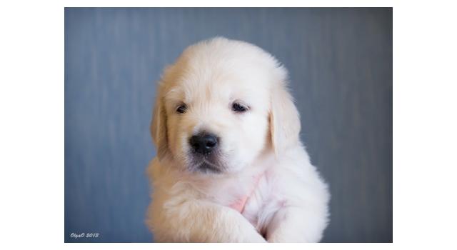 Щенки папийона (папильона) в питомнике Бон Плезир Щенки папийона (папильона) в питомнике Бон Плезир