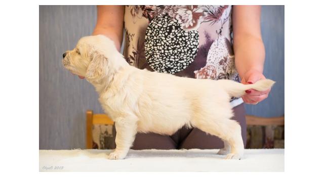 Щенки папийона (папильона) в питомнике Бон Плезир Щенки папийона (папильона) в питомнике Бон Плезир