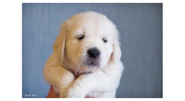 Щенки папийона (папильона) в питомнике Бон Плезир Щенки папийона (папильона) в питомнике Бон Плезир