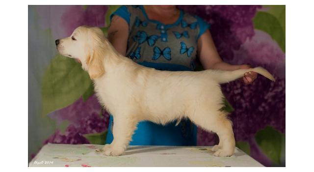 Щенки папийона (папильона) в питомнике Бон Плезир Щенки папийона (папильона) в питомнике Бон Плезир