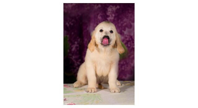 Щенки папийона (папильона) в питомнике Бон Плезир Щенки папийона (папильона) в питомнике Бон Плезир