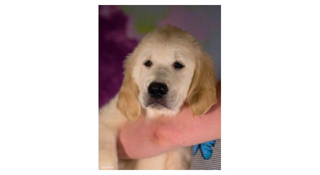 Щенки папийона (папильона) в питомнике Бон Плезир Щенки папийона (папильона) в питомнике Бон Плезир