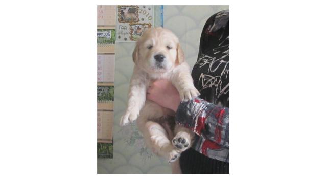 Щенки папийона (папильона) в питомнике Бон Плезир Щенки папийона (папильона) в питомнике Бон Плезир