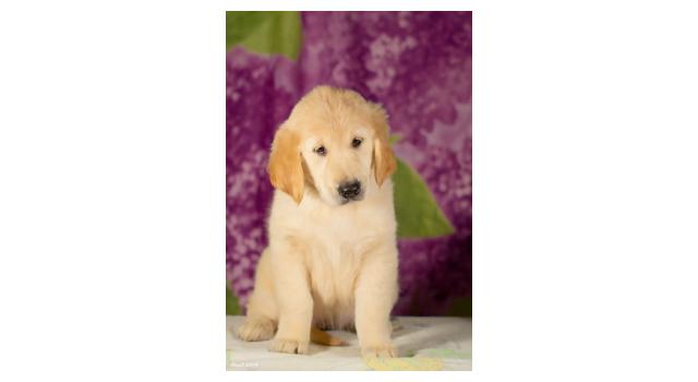 Щенки папийона (папильона) в питомнике Бон Плезир Щенки папийона (папильона) в питомнике Бон Плезир