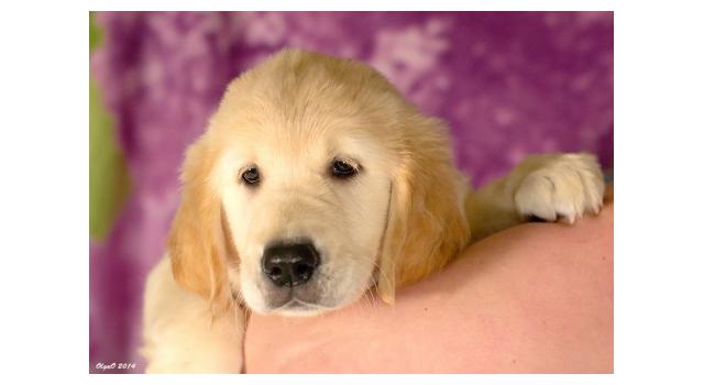 Щенки папийона (папильона) в питомнике Бон Плезир Щенки папийона (папильона) в питомнике Бон Плезир