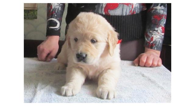 Щенки папийона (папильона) в питомнике Бон Плезир Щенки папийона (папильона) в питомнике Бон Плезир