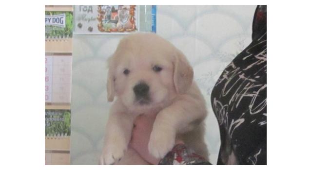 Щенки папийона (папильона) в питомнике Бон Плезир Щенки папийона (папильона) в питомнике Бон Плезир