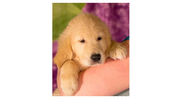 Щенки папийона (папильона) в питомнике Бон Плезир Щенки папийона (папильона) в питомнике Бон Плезир