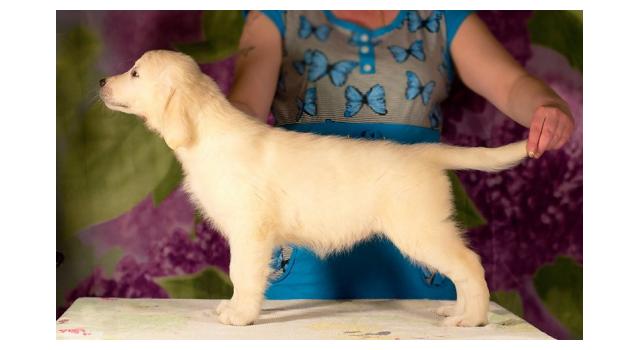 Щенки папийона (папильона) в питомнике Бон Плезир Щенки папийона (папильона) в питомнике Бон Плезир