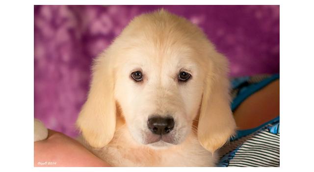 Щенки папийона (папильона) в питомнике Бон Плезир Щенки папийона (папильона) в питомнике Бон Плезир