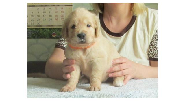 Щенки папийона (папильона) в питомнике Бон Плезир Щенки папийона (папильона) в питомнике Бон Плезир