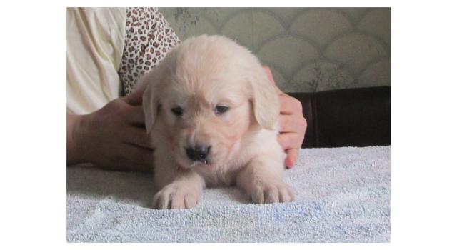 Щенки папийона (папильона) в питомнике Бон Плезир Щенки папийона (папильона) в питомнике Бон Плезир