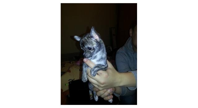 Щенки папийона (папильона) в питомнике Бон Плезир Щенки папийона (папильона) в питомнике Бон Плезир