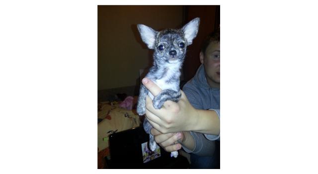 Щенки папийона (папильона) в питомнике Бон Плезир Щенки папийона (папильона) в питомнике Бон Плезир