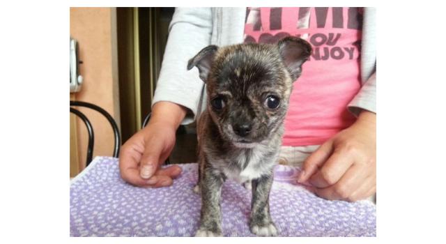 Щенки папийона (папильона) в питомнике Бон Плезир Щенки папийона (папильона) в питомнике Бон Плезир