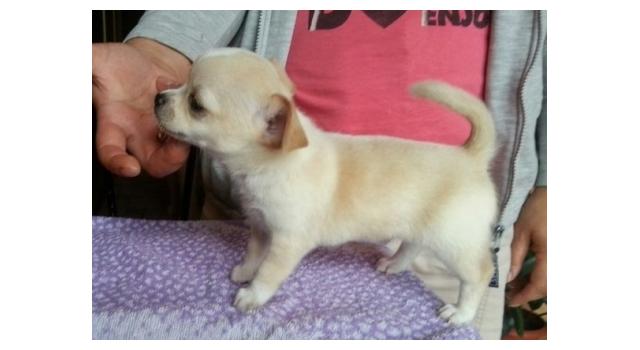 Щенки папийона (папильона) в питомнике Бон Плезир Щенки папийона (папильона) в питомнике Бон Плезир