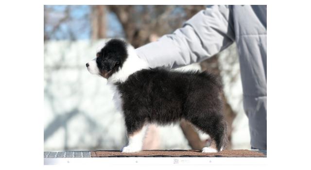 Щенки папийона (папильона) в питомнике Бон Плезир Щенки папийона (папильона) в питомнике Бон Плезир